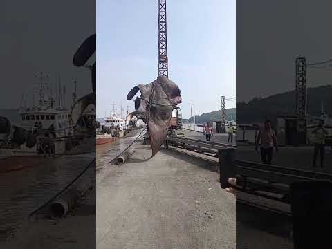 WOW Une Rai Manta C Est Immense Comme Spécimen