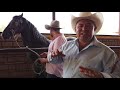 Como Iniciar a tu Caballo en el Baile - Parte 1