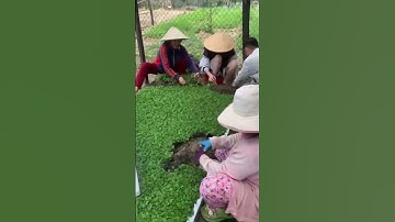 Giống Hoa Cúc Đại Đoá Pha Lê Ninh Giang Khánh Hòa A Nhàn Xuất Liên Tỉnh  #shorts