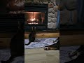 Tesla is mesmerized by the fire. ❤️🐱🐶❤️ James is mesmerized by Tesla!🤣