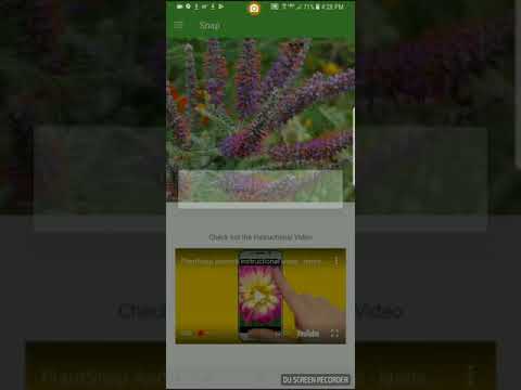 Como identificar planta chumbo ou Amorpha canescens com PlantSnap
