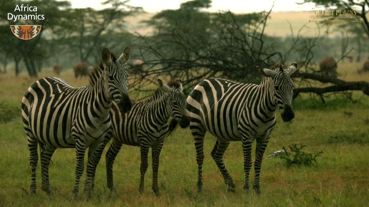 The Magic of a Green Season Safari
