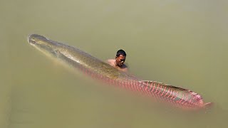 Ikan Arapaima: Ikan Predator Terbesar di Dunia yang Berasal dari Sungai Amazon.