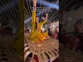 #gidhasteps #wedding #punjabifolkmusic #bhangra #danceartistry #mehndi