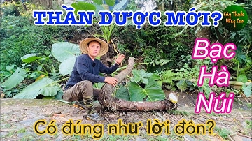 Củ Ráy (Bạc Hà Núi) Trị Bách Bệnh? Tại Sao Dân Ta Đổ Xô Săn Lùng Loại Cây Này | CTVC