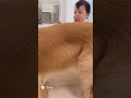 赤ちゃんが段差から落ちないように守る犬🐶