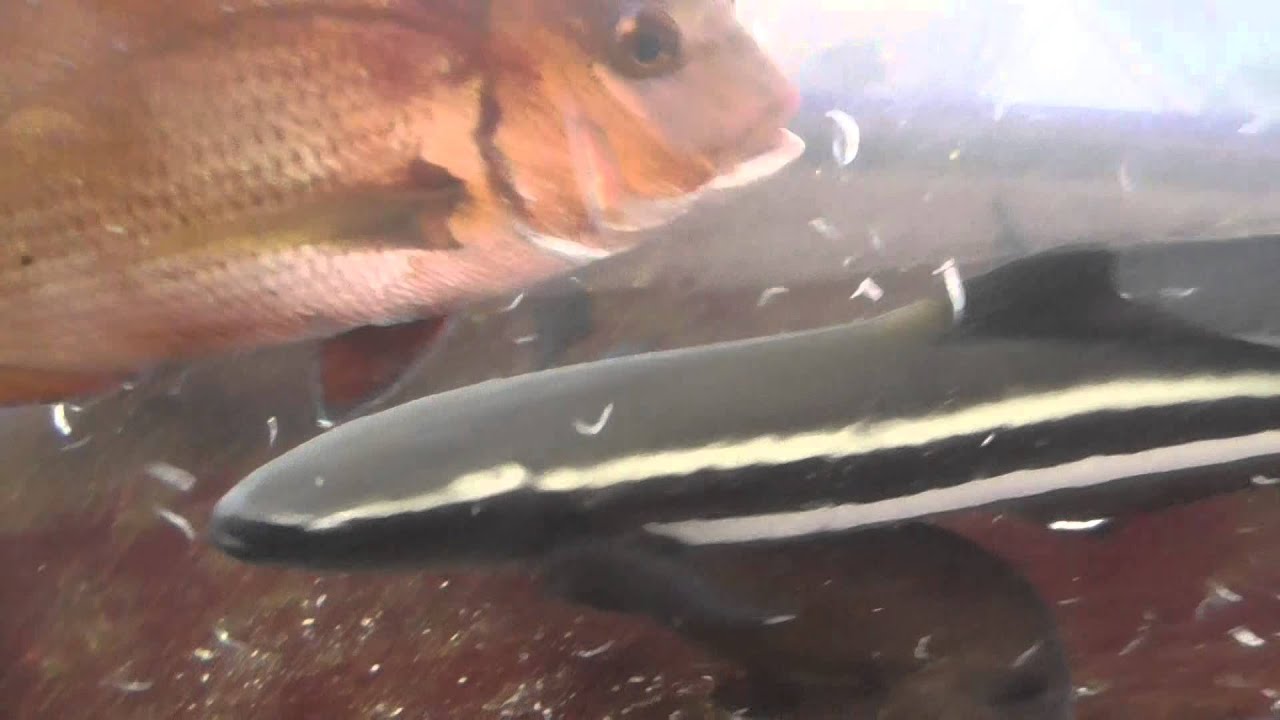 雑魚を水槽に入れると シマアジ 真鯛 スギ コロダイ チヌ クロダイ グレ メジナ 等々が 元気いっぱいに食べます 飼育している魚は エサを食べているのは 健康状態が良好な証拠 Youtube 雑魚を水槽に入れると シマアジ 真鯛 スギ コロダイ チヌ クロダイ グレ メジナ 等々が 元気いっぱいに食べます 飼育している魚は エサを食べているのは 健康状態が良好な証拠 Youtube