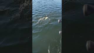 Savage Gear 4D Line Thru Trout 40Cm 685G Ss - Lemon Trout