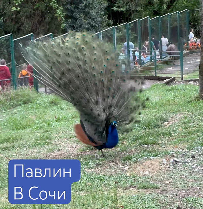 🦚 Павлин в Сочи! #сочи #дендрарий #павлин #смешныедети # ...