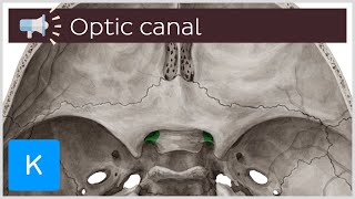 Optic canal | Anatomical Terms Pronunciation by Kenhub