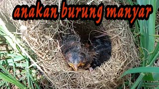 Panen Anakan Burung Manyar Di Alam Liar