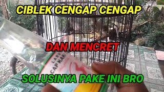 CARA MENGOBATI BURUNG CIBLEK YANG CENGAP CENGAP PARUHNYA DAN MENCRET #@ciptosong4719