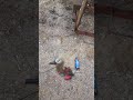 Scrap utility trailer