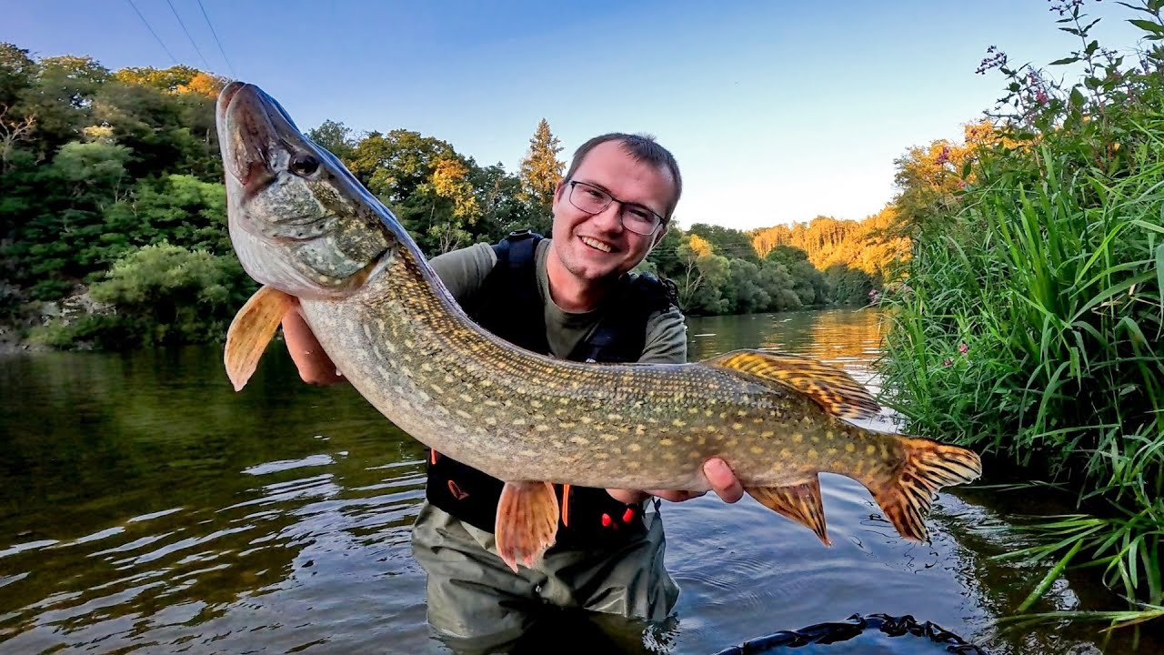 Lov štik na přívlač. Můj rekord! Souboj s obrovskou rybou pod jezem.
