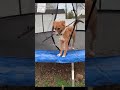 #YouTube #shorts #funny #video #shortvideo #short #love #entertainment #sorts #funny