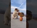 الصغار يلعبون مع بعض  