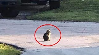 На дороге сидел грязный котенок. Женщина проследила за ним и узнала, что не только ему нужна помощь