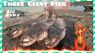 Fishing three giant 230 pound catfish on the river Po in Italy - Part 3 by YURI GRISENDI by Catfish World by Yuri Grisendi 32,869 views 2 years ago 4 minutes, 19 seconds