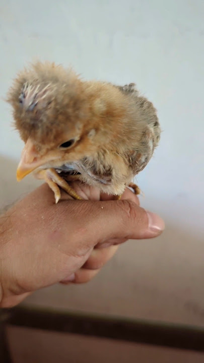 Czubatka dworka #remix #music #breeding #chicken #hens #chickens #farming