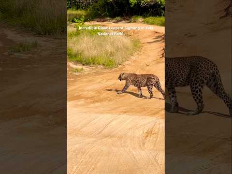 Incredible Giant Leopard