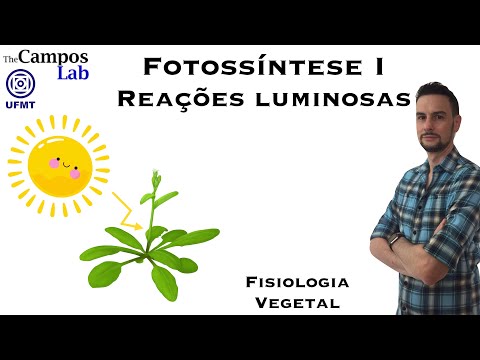 Vídeo: Qual é o papel do fotossistema 2 nas reações à luz?