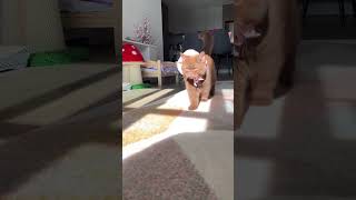 Brown Cat Meowdelling