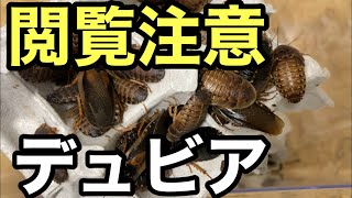 デュビアの掃除と死亡率を抑える方法【爬虫類の餌】デジケース