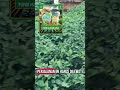 semangat selalu petani maju Indonesia #bromo #bromotenggersemeru #petanimuda #pertanian #gardening
