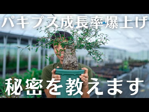 パキプスの葉が1年半で驚きの成長！ - YouTube