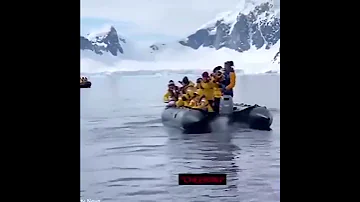 ПИНГВИН СПАСАЕТСЯ ОТ КАСАТОК В ЛОДКЕ ТУРИСТОВ / PENGUIN ESCAPES KILLER WHALES