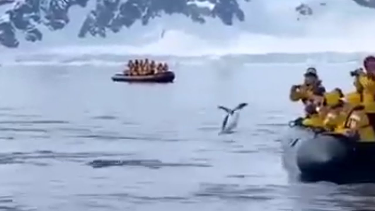 Пингвин касатка лодка. Пингвин спасается от касаток в лодке. Пингвин запрыгнул в лодку спасаясь от касаток. Туристы на лодках Антарктида. Касатка и Пингвин в Антарктиде.