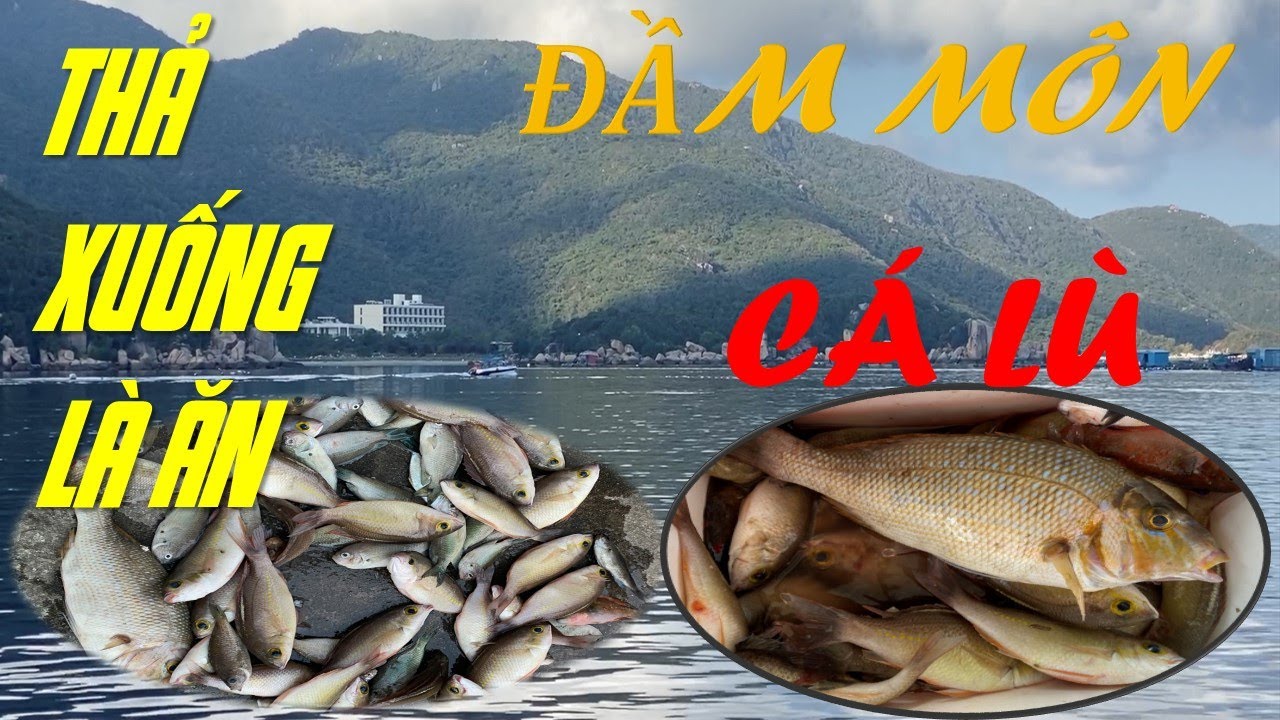 Câu Cá Biển - Đầm Môn | Thả Xuống Là Ăn Kéo Cá Mỏi Tay - Cá Lù - Cá ...