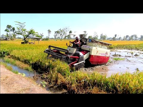 KOMBI SAWAH BESAR BIMO BERAKSI DI LAHAN LUMPUR