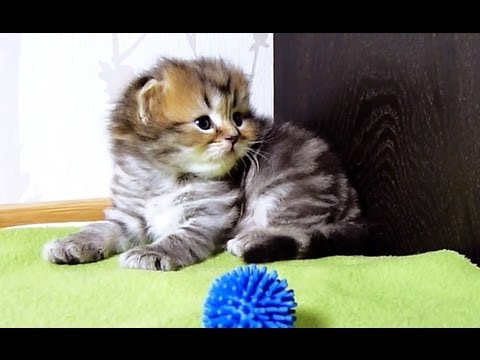 funny cats sleeping in weird positions compilation 2014 funnyplox I am Panda: the smallest and most innocent Cute Kitten