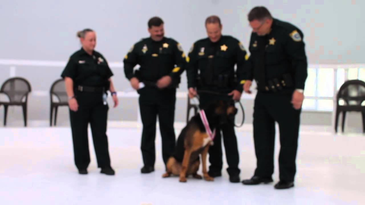 Brevard County Sheriff K9 Montana Retires After Long, Loyal Service ...