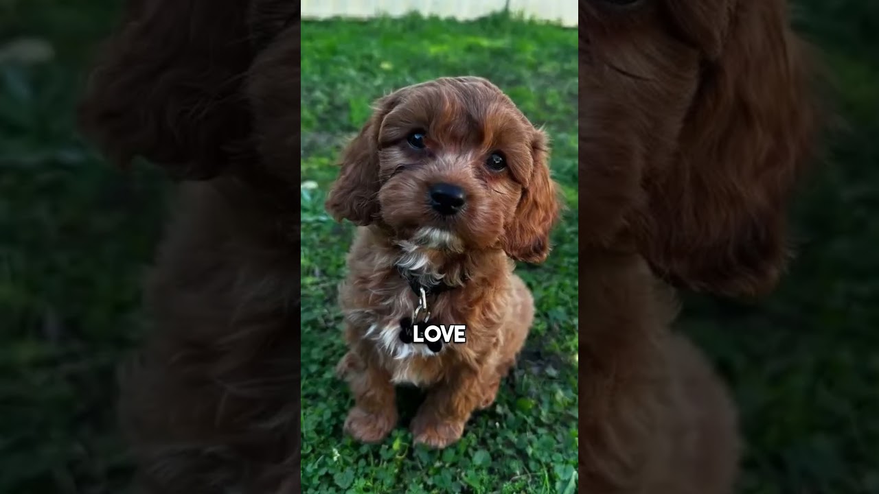 My community shared me their pet pics during stream 😭
