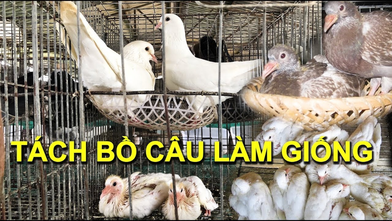 Hướng dẫn cách tách bồ câu khỏi bổ mẹ, nhân giống hàng ngàn cặp nhanh chóng