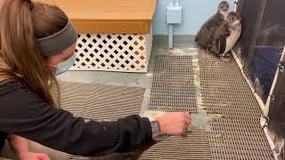 African Penguin Chicks Meeting
At their juvenile stage, the penguins look grey and fluffy, and begin to lose their down coat revealing gray-blue feathers. They are introduced to other chicks who were hatched during the same breeding season. African Penguin Chicks Meeting