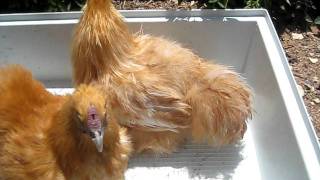 Buff Silkie