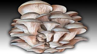 Growing oyster mushrooms at home with straw - Oyster Mushroom Cultivation