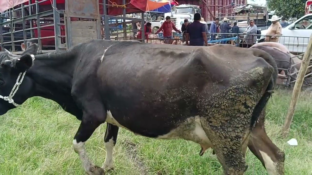 Tianguis de ganado cuatro caminos puebla becerros desde 3800 pesos 