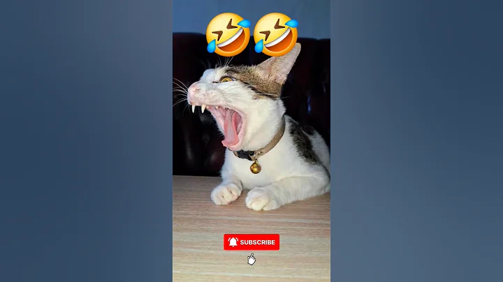 Video 10886981: funny cat cutest, funniest cats, funniest pets