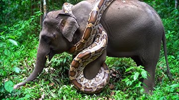 Giant python is wrapping itself around an elephant in African .Video Ai