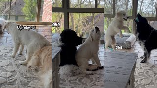 Golden Retriever Puppy Likes To Annoy His Siblings