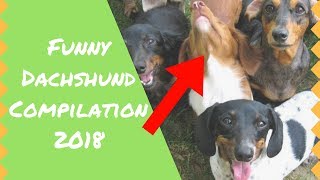 Dachshund - Incredibly Funny Dachshund Videos