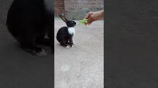 Rabbit eat radish leaf ?