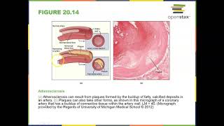 Chapter 20 part 1 BIO201 OER
