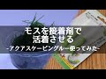 モスを活着させる！アクアリウム用の接着剤を使う方法を解説！