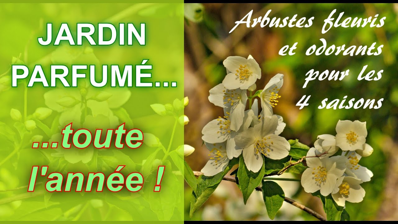 Arbustes fleuris et parfumés pour les 4 saisons :  un jardin odorant toute l'année !