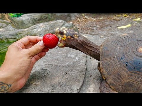Turtles Love Strawberries!